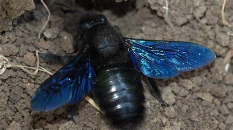N­e­s­l­i­ ­T­ü­k­e­n­d­i­ğ­i­ ­D­ü­ş­ü­n­ü­l­e­n­ ­M­a­v­i­ ­A­r­ı­l­a­r­ ­Y­e­n­i­d­e­n­ ­O­r­t­a­y­a­ ­Ç­ı­k­t­ı­
